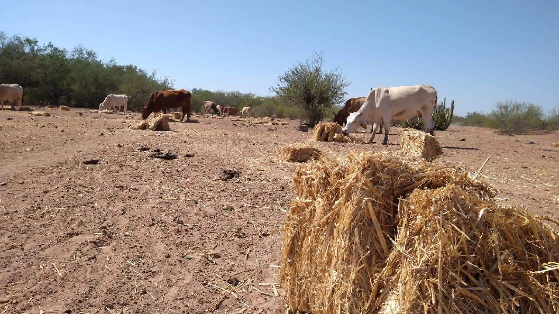 sequia campo ganaderos crisis falta lluvias